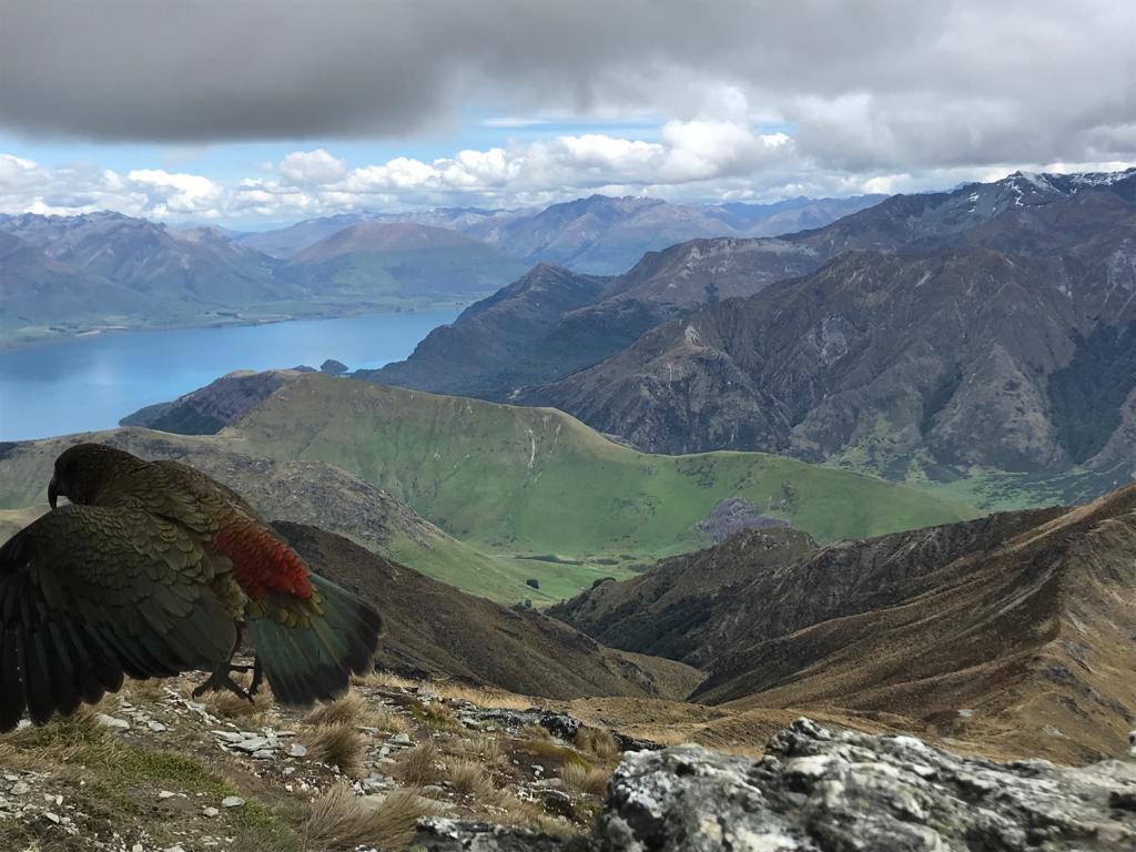 Ben Lomond Summit